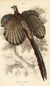Der Große Argus, Argusianus argus (Argusfasan oder Gigantischer Argus, Argus giganteus) von William Home Lizars