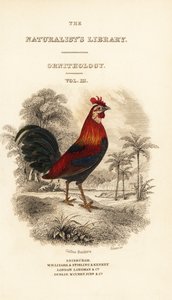 Titelseite mit Vignette des Bankivahuhns (Javan), Gallus gallus bankiva
