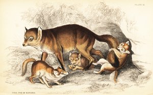 Variante des Rotfuchses, Vulpes vulpes, mit Jungen (Kohlenfuchs von Bayern, Vulpes alopex) von William Home Lizars