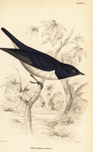 Violettglanzstar, Cinnyricinclus leucogaster (Weißbauchglanzstar, Lamprotornis leucogaster) von William Home Lizars