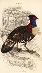 Westlicher Horntragopan, männlich, Tragopan melanocephalus