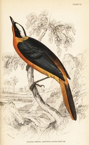 Weißkronen-Rotschwanz, Cossypha albicapilla (Kleiner Weißkronen-Felsenrotschwanz, Petrocincla albicapilla)