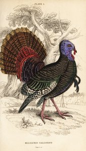 Wilder Truthahn, männlich, Meleagris gallopavo