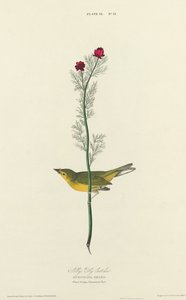 Selbys Fliegenschnäpper von William Home Lizars after John James Audubon