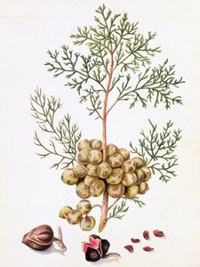 Zypressenblatt und Nüsse