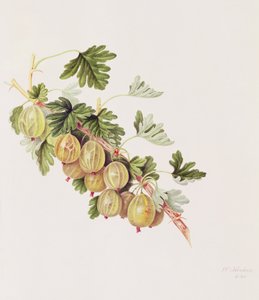 Grüne Stachelbeere, 1815
