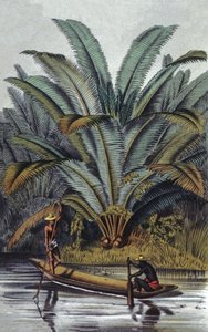 Palme von William Hooker
