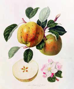 Die Schönheit von Kent, 1819