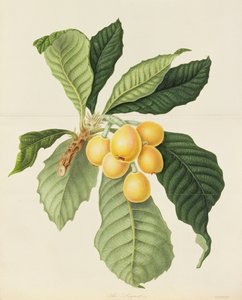 Die Loquat