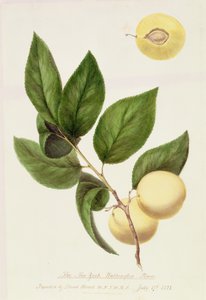 Die New York Washington Pflaume, 1821