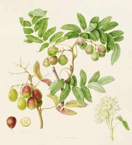 Der birnenförmige Wildapfel, 1820
