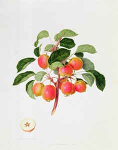 Der Tartarische Holzapfel, 1819