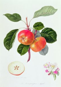 Der Trumpington Apfel