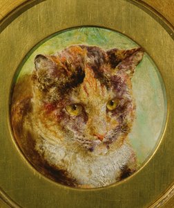 Studie einer Schildpattkatze