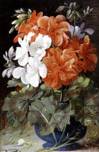 Pelargonien