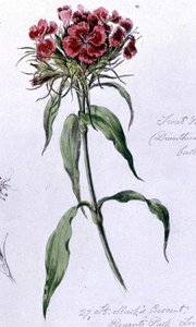 Sweet William, gemalt im Regents Park, 7. Juni 1868