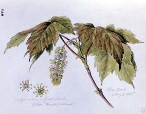 Bergahorn, gemalt in Brantwood, 3. Mai 1865 von William James Linton