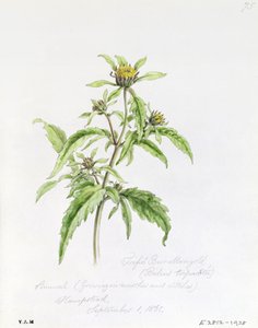 Dreiteilige Burr-Ringelblume, gemalt in Hampstead, 1. September 1861 von William James Linton