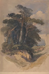 Kiefern auf Hampstead Heath von William James Muller