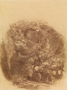 Ohne Titel, aus dem Portfolio Der Wald: Adirondack Woods von William James Stillman