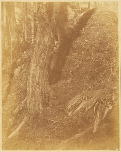 Ohne Titel, aus dem Portfolio Der Wald: Adirondack-Wälder