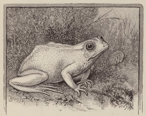 Ein Albino-Frosch (Gravur) von William James Webbe