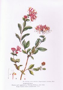 Geißblatt, Natur in Großbritannien, veröffentlicht von Collins, 1946