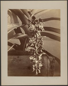 Orchideen, Ceylon