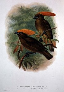 Amblyornis Flavifrons (Farblithografie)