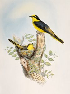 Braunrücken-Minigvet (Pericrocotus cantonensis), Lithografie aus Birds of Asia