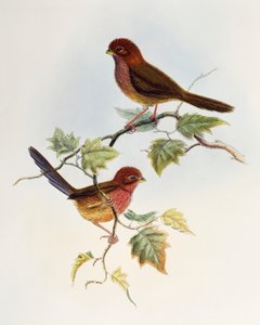 Braunflügel-Schnäpper (Paradoxornis brunneus), Lithographie aus Birds of Asia von William Matthew Hart