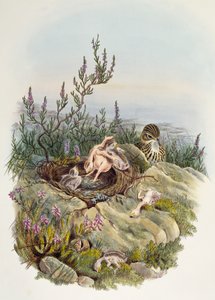 Kuckuck, von John Gould, Lithographie von William Matthew Hart, Vereinigtes Königreich von William Matthew Hart