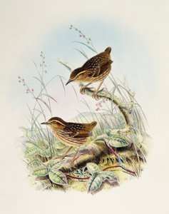 Brauen-Zaunkönig (Napothera epilepidota), Lithographie aus Birds of Great Britain