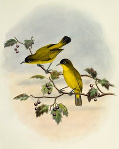 Goldbauch-Brillenvogel (Zosterops uropygialis), Gravur von William Matthew Hart (1830-1908), Vereinigtes Königreich