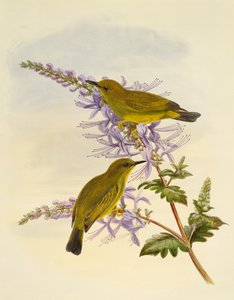 Graukehl-Brillenvogel (Zosterops rendovae), Stich von William Matthew Hart (1830-1908), Vereinigtes Königreich