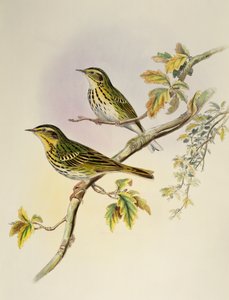 Indischer Baumstelzer (Pipastes agilis), Lithographie aus Birds of Asia von William Matthew Hart