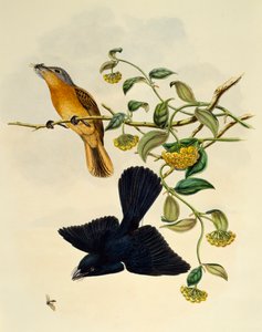 Ockerfliegenfänger (Myiagra cervinicauda) von William Matthew Hart
