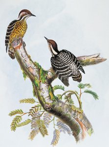 Philippinenspecht (Dendrocopos maculatus), Lithographie von William Matthew Hart (1830-1908), Vereinigtes Königreich von William Matthew Hart