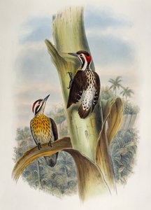 Philippinenspecht (Dendrocopos maculatus) von William Matthew Hart