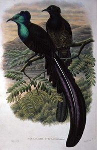 Prinzessin Stephanies Paradiesvogel (Farblithografie)