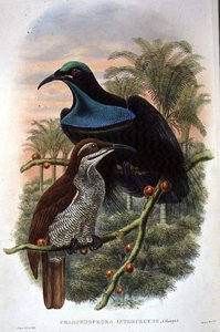 Ptiloris Magnificus, Gewehrvogel des Paradieses