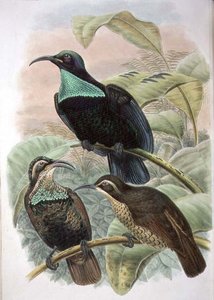 Ptiloris Paradiseus, Gewehrvogel des Paradieses