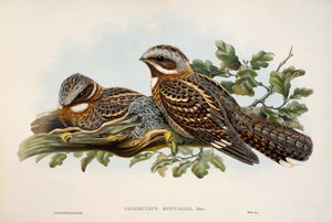Rotschwanz-Nachtschwalbe (Caprimulgus ruficollis), Lithographie aus Birds of Great Britain
