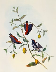 Scharlachrücken-Blütenpicker (Dicaeum cruentatum), Stich von William Matthew Hart (1830-1908), Vereinigtes Königreich von William Matthew Hart