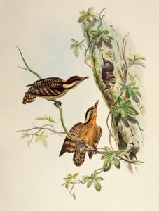 Sunda-Specht (Dendrocopos moluccensis), Lithographie aus Birds of Asia von William Matthew Hart