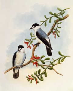 Stromrobin (Monachella muelleriana), Gravur von William Matthew Hart (1830-1908), Vereinigtes Königreich