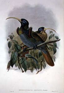 Weißer Sichelschnabel-Paradiesvogel