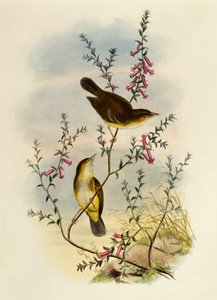 Weißgefleckter Fliegenschnäpper (Pseudogerygone notata), Gravur von William Matthew Hart von William Matthew Hart
