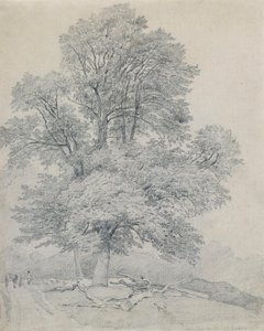 Eine Ulme in Hawley, Hampshire von William Mulready