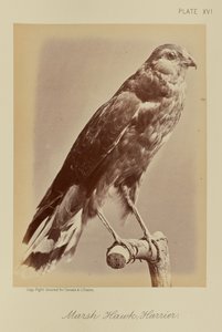 Sumpfweihe; Kornweihe von William Notman